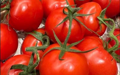 I medici rivelano che mangiare pomodori provoca…