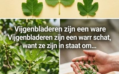 De verborgen deugden van vijgenbladeren: een natuurlijke remedie tegen diabetes, spijsvertering en nog veel meer